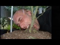 Best Scrog video ever!!!