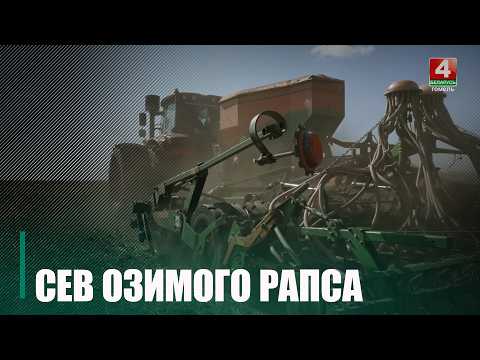 70 тысяч гектаров в Гомельской области отведено под озимый рапс видео