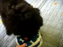 Ace playing with his squeaky toy