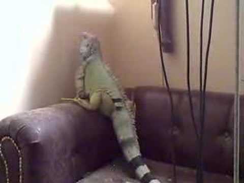 Cookie The Iguana Climbing The Couch...