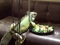  Cookie iguana iguanas lizard lizards reptile reptiles pet pets