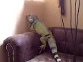 Cookie The Iguana Climbing The Couch... Cookie The Iguana Climbing The Couch...