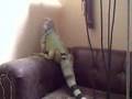 Cookie The Iguana Climbing The Couch...