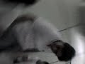 Boc�o vs Nilo