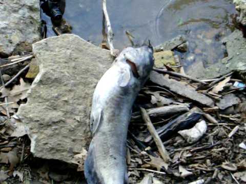 how to train riverbeast