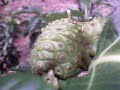 NONI COLATINA -ES