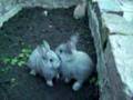 Baby Bunnies-Watch The Grey Rabbit On The Left at 47 seconds