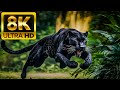 HUNTER ANIMALS - 8K (60FPS) ULTRA HD - WITH NATURE SOUNDS (C ..