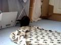 Bandit and Buster's bunkies