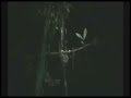 Pygmy Tarsiers