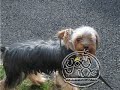 My Cute Yorkie Named Shorty!!!! My Cute Yorkie Named Shorty!!!!