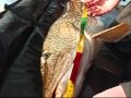 Strids gädda - 14,1 kg - 126 cm