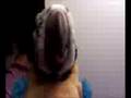 videos de Squakers McCaw