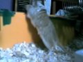 Gerbil vs. webcam round one. DING!