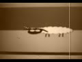 Dancing Sheep
