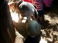 Petting my 1st Goat