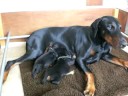Dobermann Kennel Russkaja Mechta (I-litter), part 2