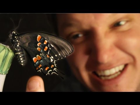 96 - I visited a butterfly farm and left a differnt man. Video of the entire process from egg to wing Inflation!! Thanks for tolerating the ad I made http://bit.l...