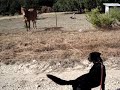 Simon Meets a Horse Simon Meets a Horse