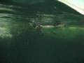 videos de Pingüinos y osos polares en Central Park Zoo