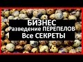 Видео - ПЕРЕПЕЛИНЫЙ бизнес / РАЗВЕДЕНИЕ ПЕРЕПЕЛОВ, как избежать ОШИБОК