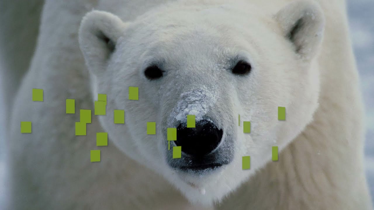 orso polare - Animali - Regioni Polari