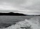 Dolphins jumping in our wake