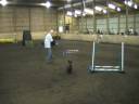 Scottie agility (MAC!)