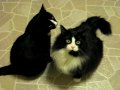 Shortcake (aka Pudge) and Mittens (aka Clark)