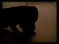 lofa-weenie.html