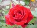 Rose Album ' Niccolo Paganini '