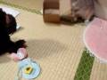 videos de 宅急便３≪秘蔵映像うっちゃり編≫.AVI　（The rabbit is a sumo wrestler.）