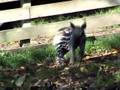 videos de Edinburgh zoo
