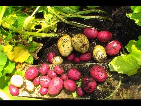 how to harvest and store yukon gold potatoes