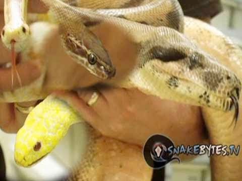 YouTube reptile video