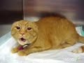 Wild Cat!