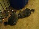 loki and clio going chinchilla crazy