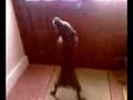 Jessie barking at the door