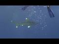 videos de oceanic white tip shark cruising
