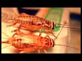 Wrestlecrap Crickets