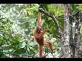 hujan - pagi yang barai - orang asli version
