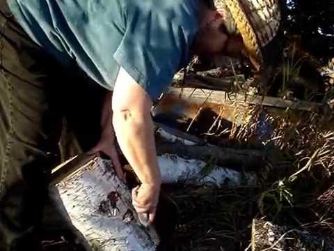 how to harvest birch bark