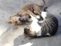 Cat vs. Dog