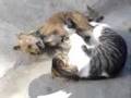 Cat vs. Dog