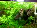 Meu aquario plantado de 80litros, na minha empresa . Hoje é 18/05/2009. Tem 2 Acará Disco Diamond, 2 Acara Bandeira,2 Platy Azul e 2 ampularias. Este aqua está situado na minha empresa na cidade de Matupá / Mato Grosso 