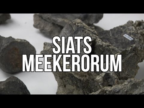Siats meekerorum