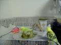 Budgie Bath Time 3 30 09