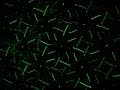Laser-UK Bright Star
