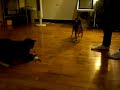 Cat breaks toy.