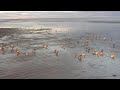 Happy Feet on the Flats